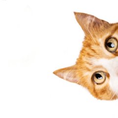 Reviewer profile picture